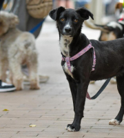 Zonas urbanas de Bienestar animal en Bogotá 
